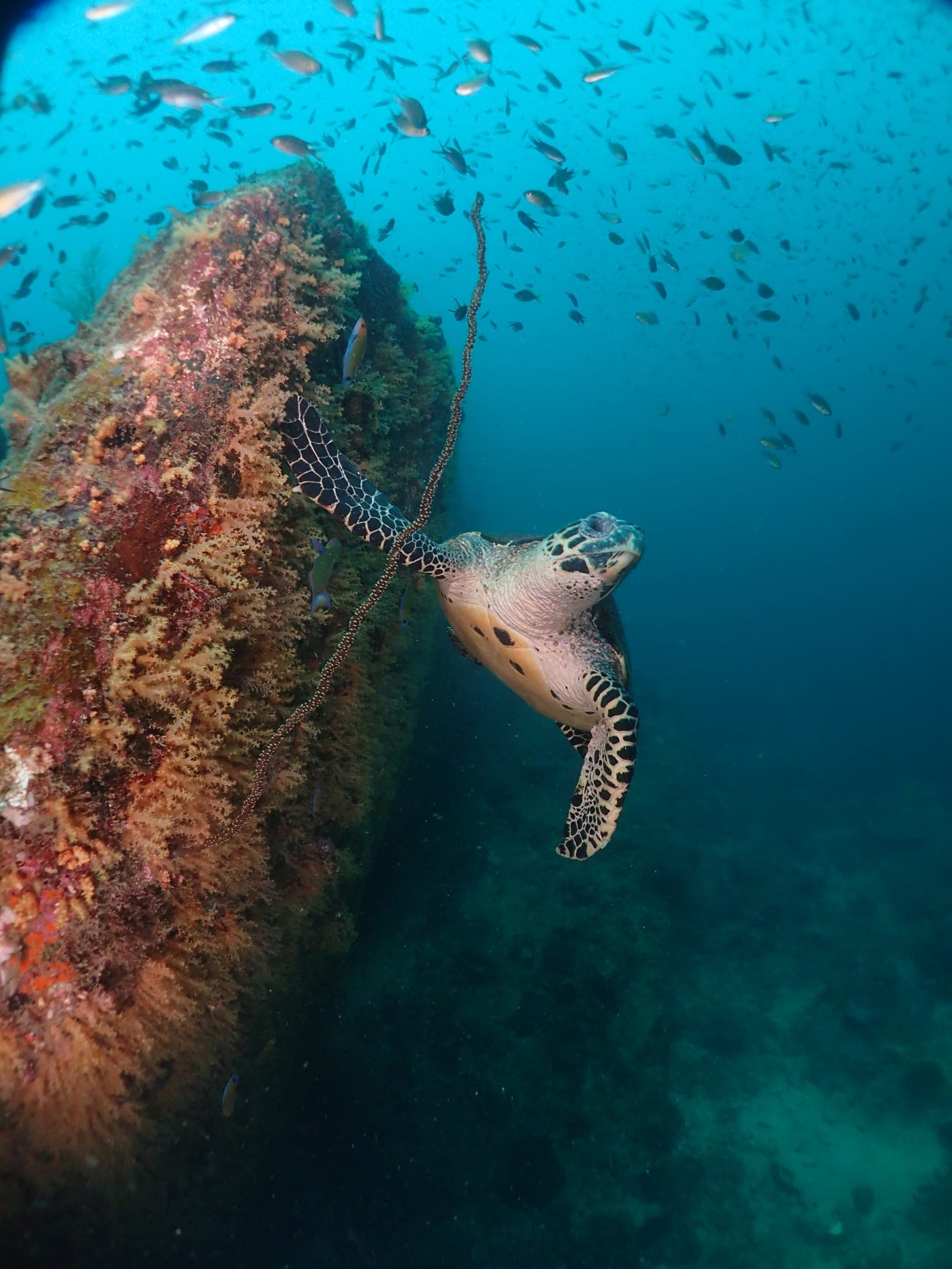 Pulau Weh Expedition — Aceh
